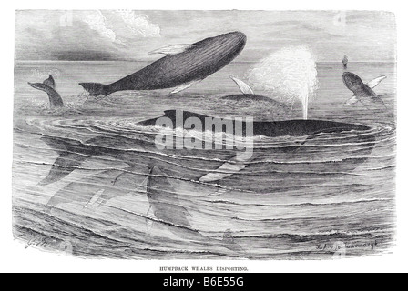 Il Humpback Whale Megaptera novaeangliae è una balena Baleen. Una delle più grandi specie di balenottera, adulti variano in lunghezza da 12 Foto Stock