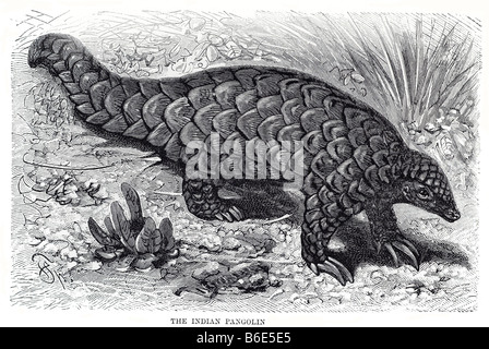 Indian Pangolin Manis crassicaudata è un pangolin che si trova in molte parti dell India e alcune parti dello Sri Lanka. Come altri Foto Stock