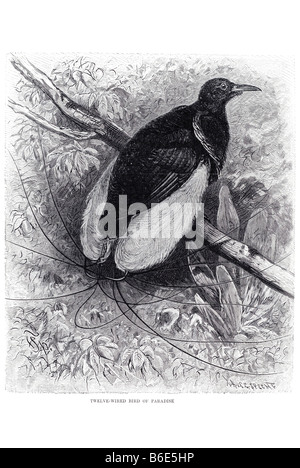 Welve-wired uccello del paradiso Seleucidis melanoleucus è una di medie dimensioni, circa 33cm di lunghezza, di velluto nero e giallo o uccello Foto Stock