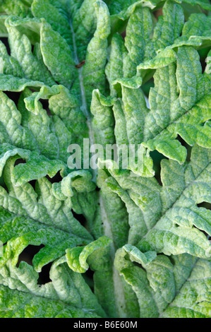 Foglie di carciofi giardino d inverno freddo hardy strozzatura vegetale vellutato hairy ricci Foto Stock