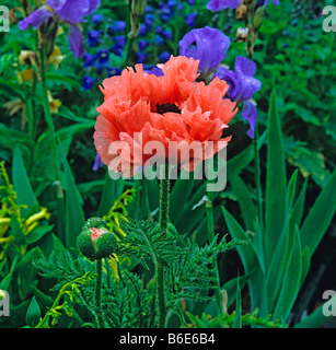 Papaver orientale Effendi Foto Stock