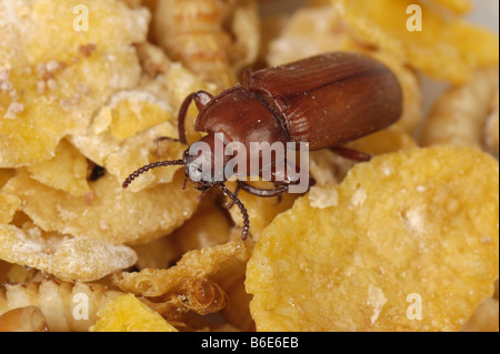 Giallo mealworm Tenebrio molitor coleottero adulto pest di storage Foto Stock