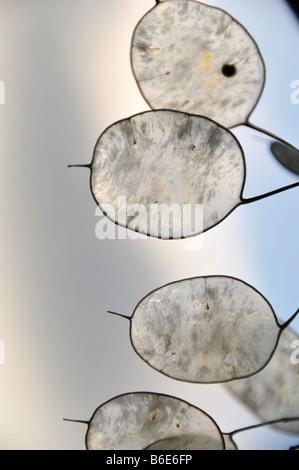 Onestà lunaria annua seed pods inverno contro il cielo Foto Stock