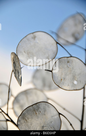 Onestà lunaria annua seed pods inverno contro il cielo Foto Stock