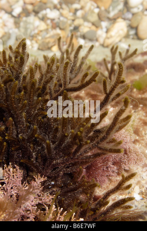 Un alghe brune Cladostephus verticillatus REGNO UNITO Foto Stock