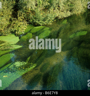 Vegetazione acquatica in che scorre veloce chiaro chalk stream Berkshire Foto Stock