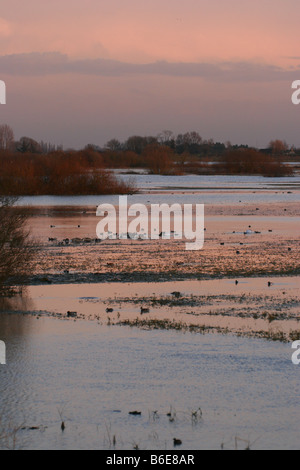 Ouse lavaggi RSPB riserva al crepuscolo, Cambridgeshire Foto Stock