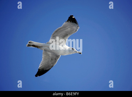 Seagull volare nel cielo blu sopra Foto Stock
