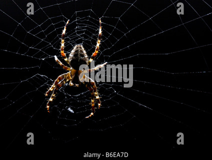 Una crociera sul Web Foto Stock