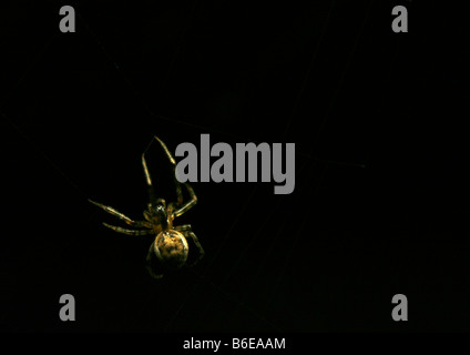 Ragno su un Web Foto Stock