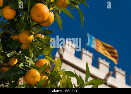 Arance nella parte anteriore del cambio di seta La Lonja de la Seda nel centro storico della città di Valencia Spagna Foto Stock