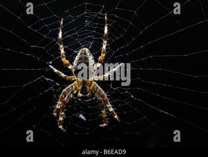 Ragno su un Web Foto Stock