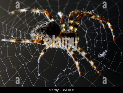 Casa comune Spider su un sito Web Foto Stock
