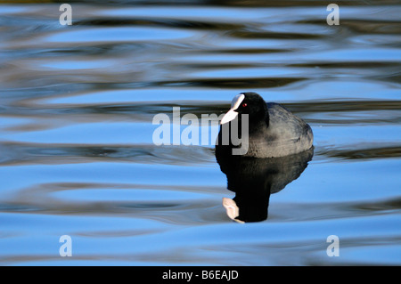 Coot a Milton Country Park Cambridgeshire England Regno Unito Foto Stock