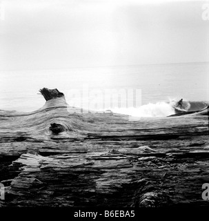 Un surfista cavalca l'onda in mare, Oregon. Foto Stock