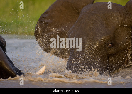 Africa Botswana Chobe National Park Bull elefanti Loxodonta africana il combattimento in piscina a Savuti Marsh durante la stagione delle piogge Foto Stock