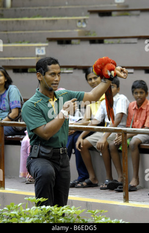 Spettacolo degli Uccelli di Jurong Bird Park A SINGAPORE Foto Stock