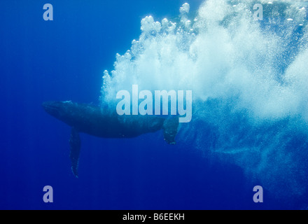 Stati Uniti Hawaii Big Island vista subacquea di Humpback Whale Megaptera Foto Stock