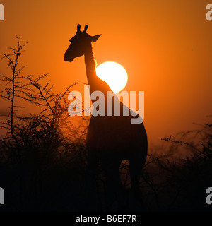 La giraffa Silhouette in Rising Sun, Parco Nazionale Etosha Foto Stock