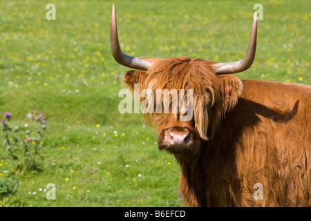 Highland vacca a Mellon Udrigle, Wester Ross, Highland, Scozia Foto Stock