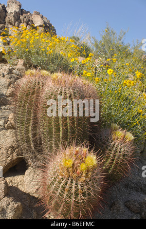 CALIFORNIA - Barrel Cactus che fiorisce con la Brittlebush in SRSJ monumento nazionale. Foto Stock