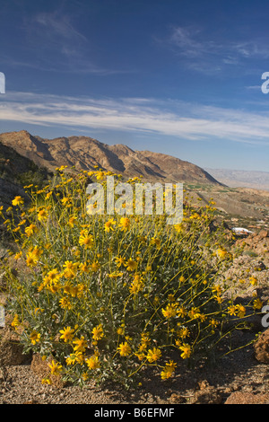 CALIFORNIA - Brittlebush cresce sui pendii sopra Palm Desert e Valle di Coachella dal SRSJ monumento nazionale. Foto Stock