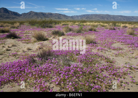 CALIFORNIA - Sabbia verbena, Abronia villosa, fioritura vicino le dune di sabbia in Pinto Bacino del Parco nazionale di Joshua Tree. Foto Stock