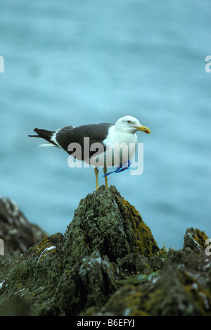 Lesser black backed gull Larus fuscus graellsii con rifiuti plastici catturati intorno al suo collo Skokholm island Pembrokeshire Wales Foto Stock