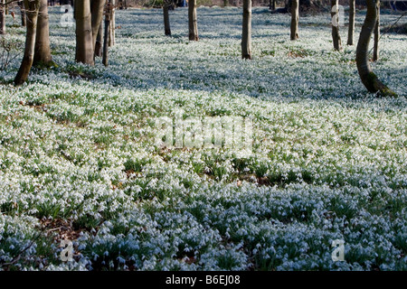 Snowdrop Wood 2 Foto Stock