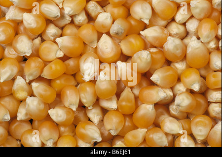 Popcorn o pop corn come venduto in salute negozi di alimentari coltivati in Cina Foto Stock