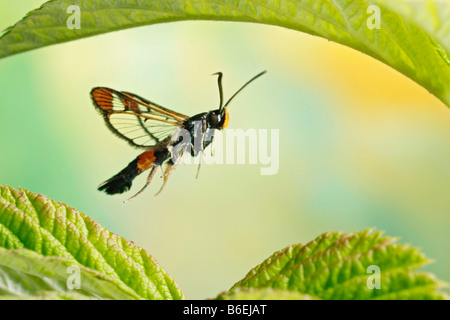 Rosso-punta (Clearwing Synanthedon formicaeformis), di insetto, Sassonia-Anhalt, Germania Foto Stock