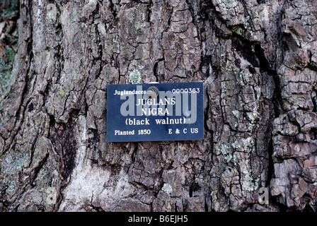 Etichetta sul Noce Nero Juglans nigra albero a Oxford Botanic Garden, Regno Unito Foto Stock