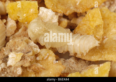 Giallo mealworm Tenebrio molitor beetle pupa Foto Stock