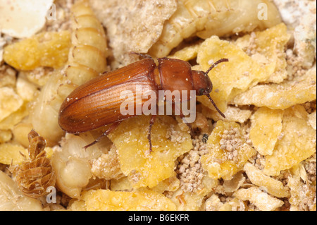 Giallo mealworm Tenebrio molitor coleottero adulto pest di storage Foto Stock