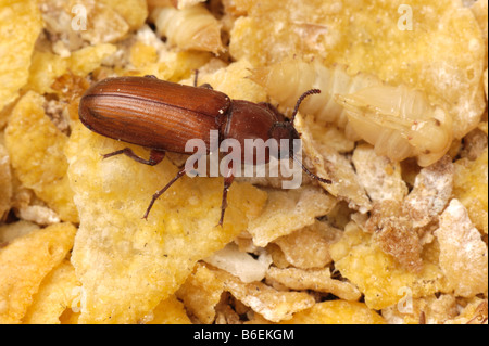 Giallo mealworm Tenebrio molitor coleottero adulto pest di storage Foto Stock