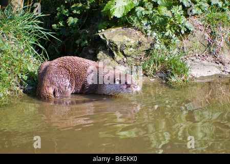 Lontra europea (Lutra lutra) Foto Stock