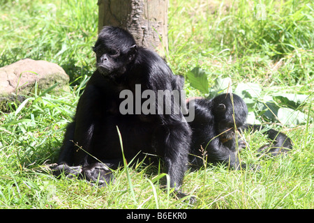 Nero colombiano di fronte Spider Monkey [Chester Zoo di Chester, Cheshire, Inghilterra, Gran Bretagna, Regno Unito, Europa]. . Foto Stock