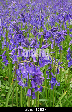 Spettacolare display Bluebell Foto Stock