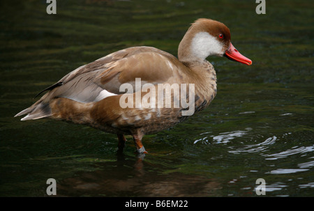 Pochard Red-Crested (Netta Rufina) Foto Stock