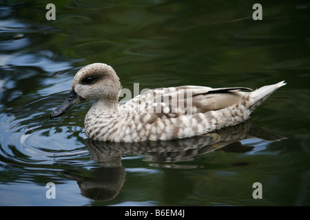 In marmo Teal anatra (marmaronetta angustirostris) nuoto su un lago a Martin mera WWT, Lancashire. Foto Stock