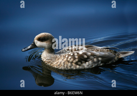 In marmo Teal anatra (marmaronetta angustirostris) nuoto su un lago a Martin mera WWT, Lancashire. Foto Stock