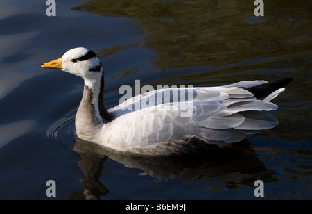 Bar intitolata Goose (Anser Indicus) nuoto su un lago a Martin Mere Wildfowl and Wetlands Centre in Wigan Greater Manchester, Lancashire, Regno Unito. Foto Stock