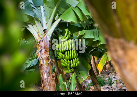 Spagna Isole Canarie La Gomera, Playa de Santiago, piantagione di banane Foto Stock