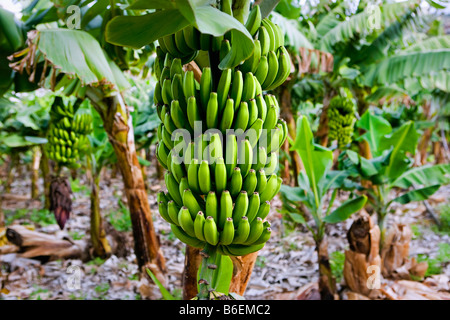 Spagna Isole Canarie La Gomera, Playa de Santiago, piantagione di banane Foto Stock