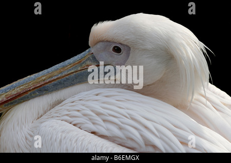 Close up di Great White Pelican (Pelicanus Onocrotalus) noto anche come orientale Pellicano bianco Foto Stock