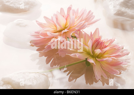 Pink Dahlia galleggiante sull'acqua con rocce Foto Stock