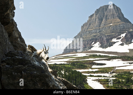 Una bambinaia capre di montagna in appoggio lungo la Highline Trail nel Parco Nazionale di Glacier Foto Stock