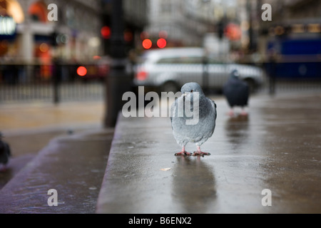 Piccione in Londra Foto Stock