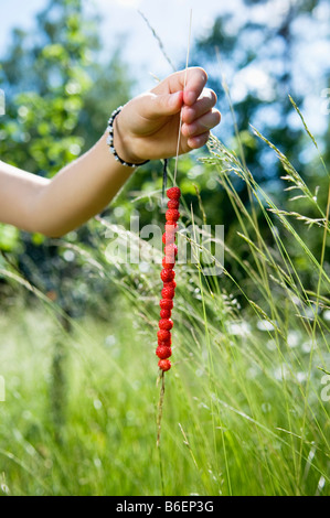 Paglia di erba con fragole selvatiche Foto Stock