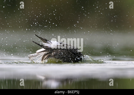 Comune (greenshank Tringa nebularia), balneazione, in Germania, in Renania Palatinato Foto Stock